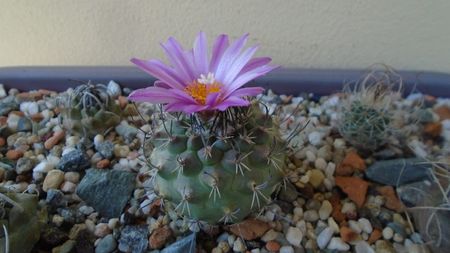 Turbinicarpus viereckii