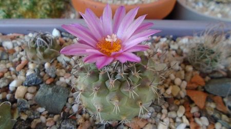 Turbinicarpus viereckii