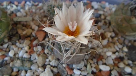 Turbinicarpus macrochele v. kupcakii