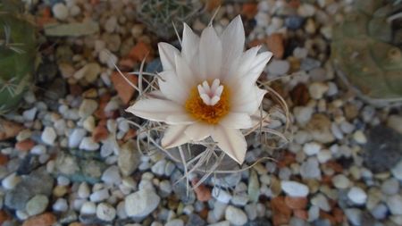 Turbinicarpus macrochele v. kupcakii