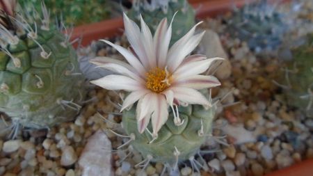 Turbinicarpus hb.