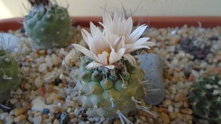 Turbinicarpus hb.