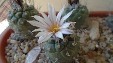 Turbinicarpus hb.