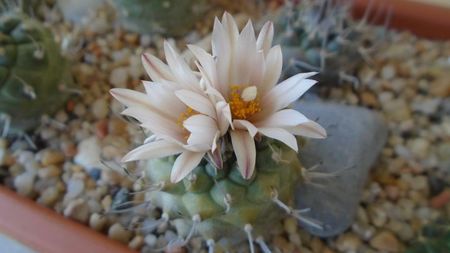 Turbinicarpus hb.