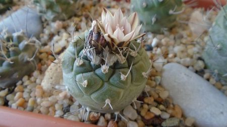 Turbinicarpus hb.