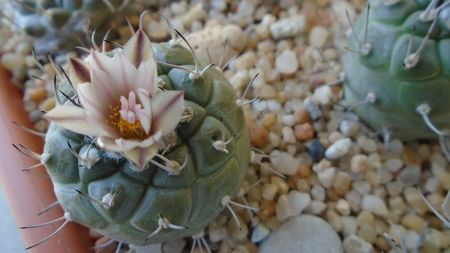 Turbinicarpus hb.