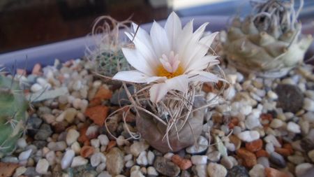 Turbinicarpus macrochele v. kupcakii