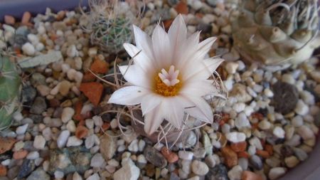 Turbinicarpus macrochele v. kupcakii