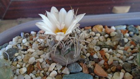 Turbinicarpus macrochele v. kupcakii