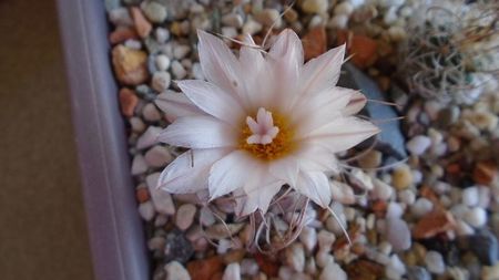 Turbinicarpus macrochele v. kupcakii