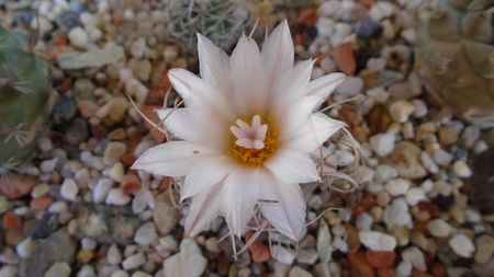 Turbinicarpus macrochele v. kupcakii