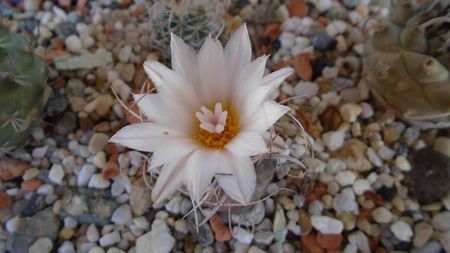 Turbinicarpus macrochele v. kupcakii