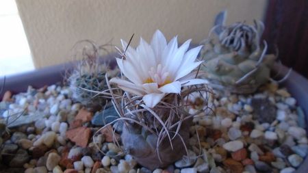 Turbinicarpus macrochele v. kupcakii