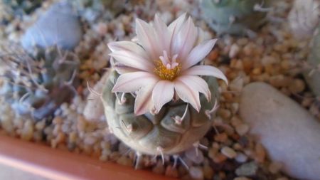 Turbinicarpus hb.