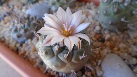 Turbinicarpus hb.