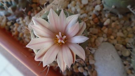 Turbinicarpus hb.