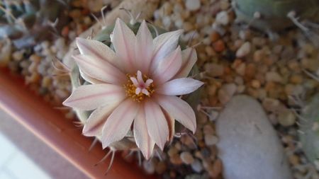 Turbinicarpus hb.