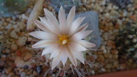 Turbinicarpus hb.