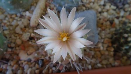 Turbinicarpus hb.