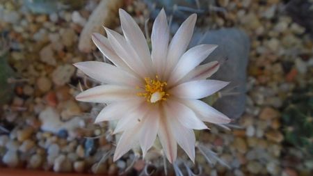 Turbinicarpus hb.