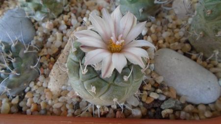 Turbinicarpus hb.