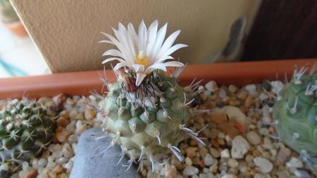 Turbinicarpus hb.