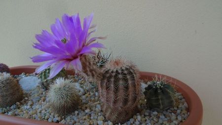 Echinocereus perbellus (E. reichenbachii v. perbellus)