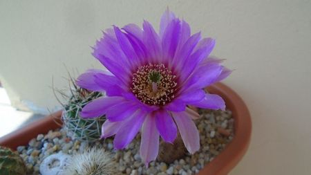 Echinocereus perbellus (E. reichenbachii v. perbellus)