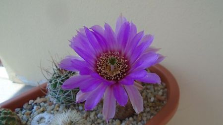 Echinocereus perbellus (E. reichenbachii v. perbellus)