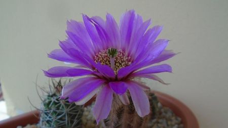 Echinocereus perbellus (E. reichenbachii v. perbellus)