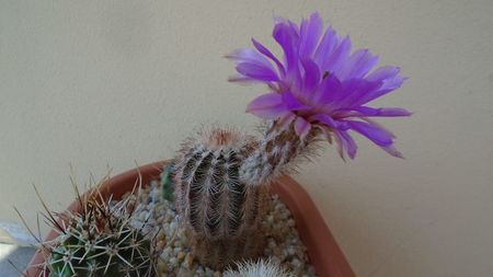 Echinocereus perbellus (E. reichenbachii v. perbellus)