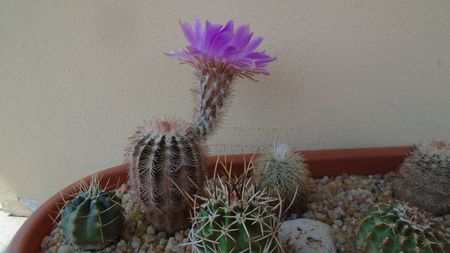 Echinocereus perbellus (E. reichenbachii v. perbellus)