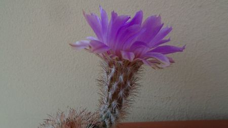 Echinocereus perbellus (E. reichenbachii v. perbellus)