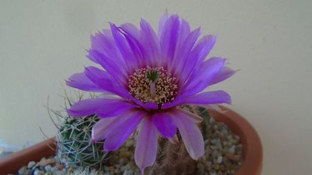 Echinocereus perbellus (E. reichenbachii v. perbellus)