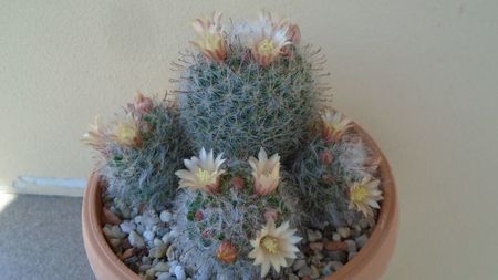 Mammillaria bocasana