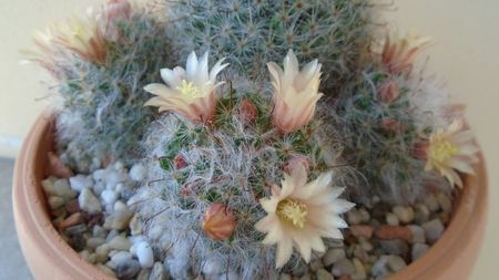 Mammillaria bocasana