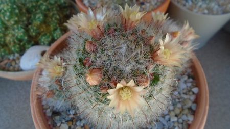 Mammillaria bocasana