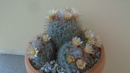 Mammillaria bocasana