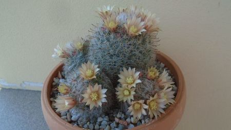 Mammillaria bocasana