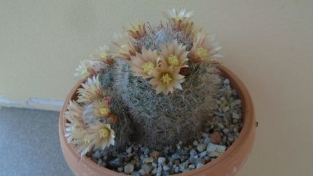 Mammillaria bocasana