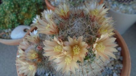 Mammillaria bocasana