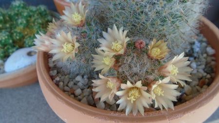 Mammillaria bocasana