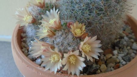 Mammillaria bocasana