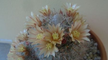 Mammillaria bocasana