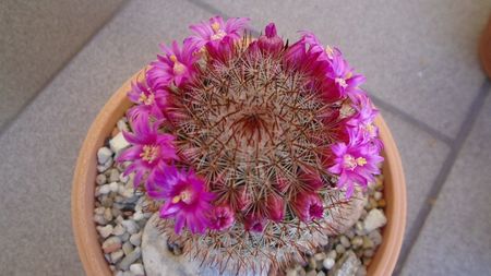 Mammillaria matudae