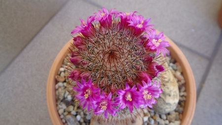 Mammillaria matudae