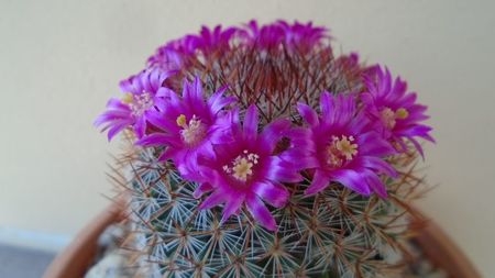 Mammillaria matudae