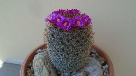 Mammillaria matudae