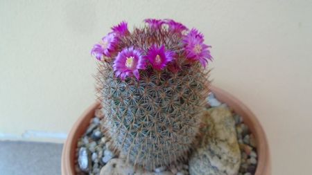 Mammillaria matudae