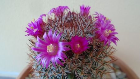 Mammillaria matudae